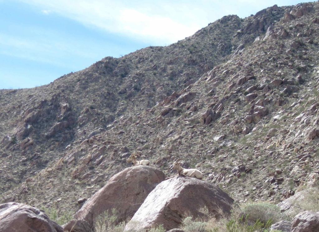 Big Horned Sheep at Anza-Borrego