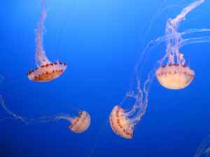 Sea Nettles at the Monterey Bay Aquarium
