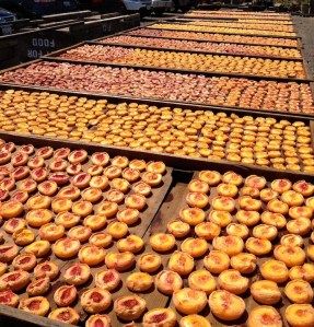 Sundrying Peaches