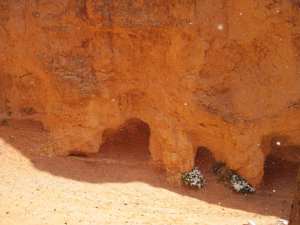 Snow falling in Bryce Canyon.