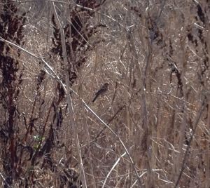 A wild, male house finch I saw on my walk yesterday.