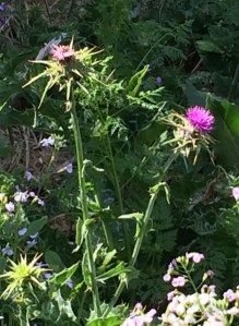 Milk Thistle growing in my neighborhood.