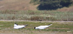 Two Caspian Terns napping in a place with few daytime predators.