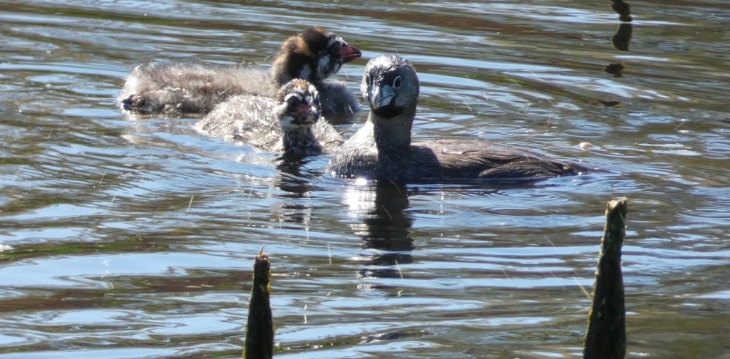 A Historic Moment in Lyme&nbsp;Disease