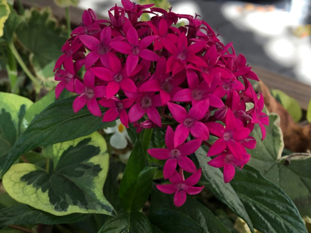 Disulfiram and the Lyme&nbsp;Co-infections