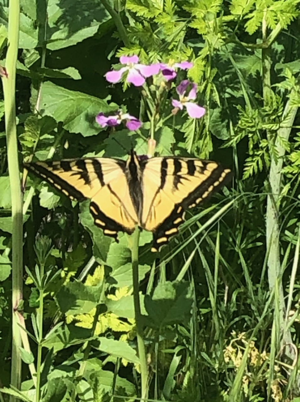 Disulfiram until I needed to stop&nbsp;again